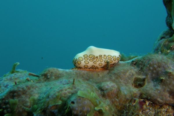 Monnaie des caraibes  Cyphoma gibbosum